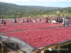 咖啡豆日曬、半日曬、水洗以及蜜處理風味特點詳解