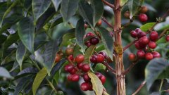 科契爾kochere咖啡莊園埃塞俄比亞耶加雪菲園水洗咖啡豆G2等級