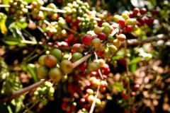 哥倫比亞精品咖啡Huila產區東部山脈的山區coffee of Colombia