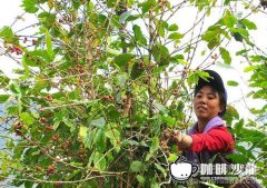 火山聖馬可咖啡杯“香菸咖啡” 危地馬拉精品咖啡 醇厚的整體質感