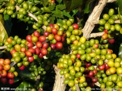 巴拿馬波魁特花蝴蝶(Panama Boquete Butterfly)瑰夏品種 不一樣