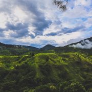 危地馬拉精品咖啡 薇薇特南果產區中深度烘焙 高海拔極硬豆