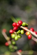 巴布亞新幾內亞（Papua New Guinea）印度尼西亞咖啡水洗有機豆