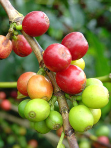 艾利達莊園日曬Elida Natural波凱特（Boquete）Geisha瑰夏