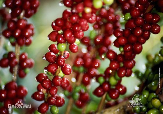 紅寶石處理法 水果味道的強烈甜感“紅處理”九十+專利烘乾技術