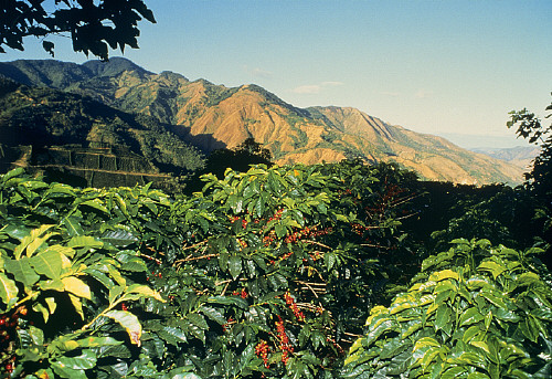 艾利達莊園日曬（Elida Natural）波凱特產區巴魯火山產區