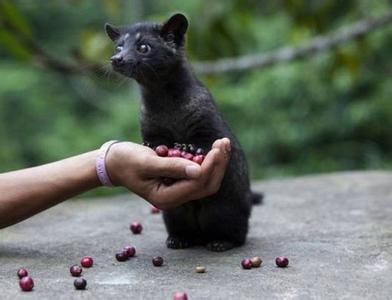 危地馬拉咖啡豆特點產地區風味描述處理法品種介紹