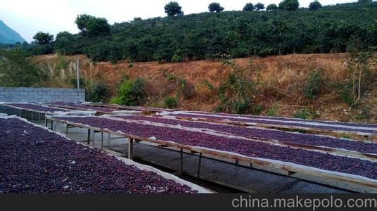 真藍山咖啡在1800海拔？這樣的高度咖啡樹幾乎不能成活