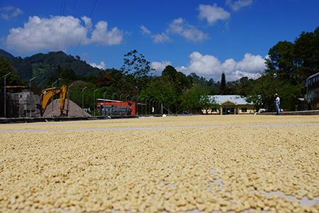 布隆迪蒲隆地冠軍處理廠卡揚咖啡豆風味描述味道介紹