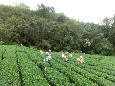 雲南種植瑰夏咖啡豆的莊園 雲南卡蒂姆怎麼衝好喝？