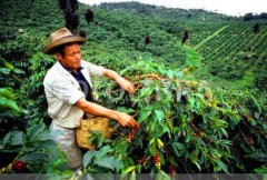 香味獨特的也門精品咖啡豆種植情況地理位置氣候海拔簡介