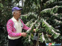 二水鄉八卦山麓咖啡花盛開　像皚皚白色的3月雪