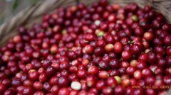 前街咖啡（FrontStreet Coffee）巴拿馬哈特曼莊園卡杜拉紅酒處理法精品單品咖啡豆