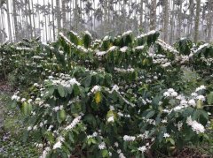 雲林古坑山區下雪了？原來是咖啡花綻放