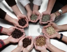 濃郁醇度的芙茵莊園精品咖啡豆品種種植市場價格簡介