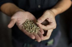 巧克力韻味的芙茵莊園精品咖啡豆研磨度烘焙程度處理方法簡介