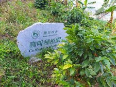 濃郁香醇的藍山精品咖啡豆起源發展歷史文化簡介