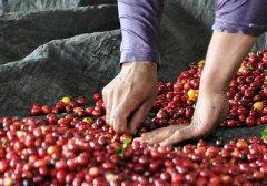 精緻香氣的尼加拉瓜精品咖啡豆品種種植市場價格簡介