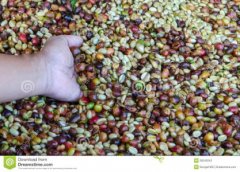 極佳甜度的哈特曼精品咖啡豆種植情況地理位置氣候海拔簡介