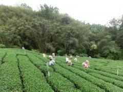 藍莓茶花香的西達摩夏奇索精品咖啡豆品種種植市場價格簡介