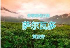 薩爾瓦多聖塔瑞塔莊園聖塔黃波旁水洗精品咖啡豆種植情況地理位置