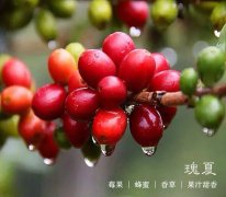 巴拿馬翡翠莊園瑰夏藍標水洗精品咖啡豆研磨度烘焙程度處理方法簡