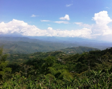 雲南小粒咖啡花果山保山鐵皮卡精品咖啡豆的手衝參數建議