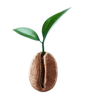 蘇門答臘曼特寧咖啡產地介紹 曼特寧咖啡豆品種特點介紹