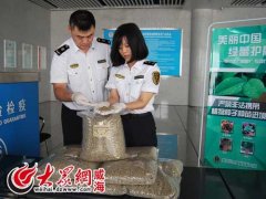 咖啡生豆還能發芽？旅客攜帶60公斤生咖啡豆入境被退運