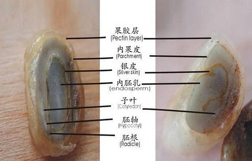 咖啡豆結構介紹，咖啡豆知識