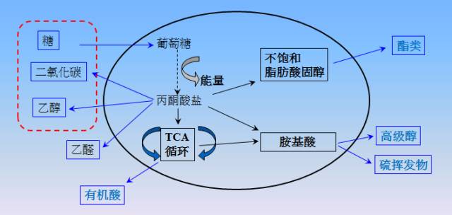 從咖啡到啤酒：“精品”離不開良好的發酵