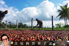 《吉兒的峇裏手記》力爭上游的峇裏咖啡