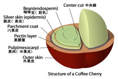 日曬？水洗？蜜處理？你們在聊咖啡豆處理時到底聊的是什麼？