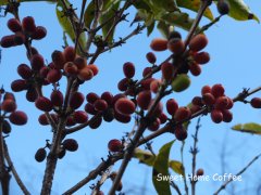 巴西-日曬巴喜亞區庫克比爾莊園太妃糖甜蜜蜜咖啡豆風味口感香氣