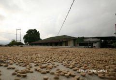 埃塞俄比亞 日曬 阿莎莎處理廠咖啡風味口感香氣描述