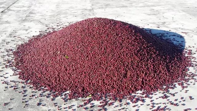 關於巴拿馬詹森莊園Janson日曬BOP瑰夏Geisha沃肯產區volcan