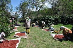 印尼 蘇拉維西 託拿加 Toraja 霧喏莊園咖啡風味口感香氣描述