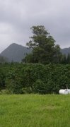 夏威夷 卡霧　Hawaii Ka’u產區咖啡平中種植情況風味描述介紹