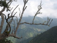 爲什麼藍山咖啡都被日本人獨霸了？中國有正宗的牙買加藍山咖啡嗎