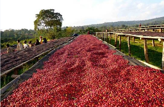 咖啡的歷史,什麼是咖啡櫻桃(Coffee Cherry)？什麼紅櫻桃計劃?