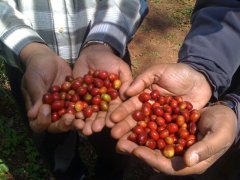 coffee cherries咖啡果實 咖啡豆是怎麼來的