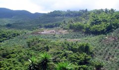 巴拿馬翡翠莊園瑰夏咖啡藍標水洗1500米批次 瑰夏咖啡競標拍賣價