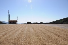 巴西伊帕內瑪莊園甜蜜日曬單一莊園混合處理咖啡風味特點產地信息