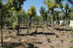 危地馬拉最著名的咖啡產區安提瓜產區介紹  瑪格麗特咖啡莊園