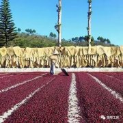 瓜地馬拉薇薇特南果拉維加莊園COE獲獎批次咖啡豆介紹