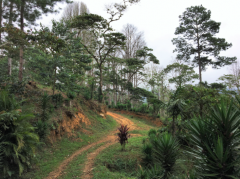 2016年危地馬拉COE第五名芙洛裏妲莊園La Florida farm咖啡種植