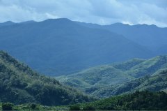 雲南曼灘村釜王咖啡莊園介紹雲南小粒種卡蒂姆種植情況