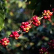 危地馬拉El Tambor鼓聲莊園風味描述 葉鏽病的生物療法