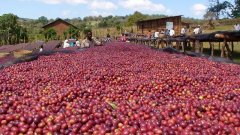 巴拿馬波奎特Cafelandia莊園介紹 瑰夏咖啡豆處理過程