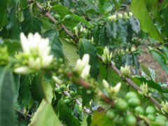 危地馬拉薇薇特南果-莉茉娜爾(Limonar)莊園烘焙建議、杯測評分